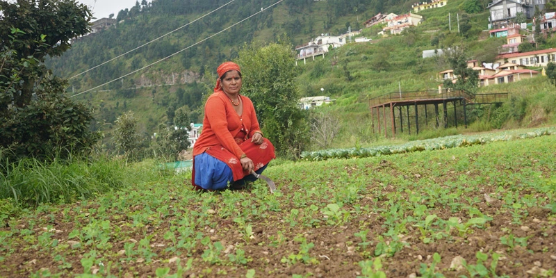Reena Devi tending to her crop using improved cultivation practices