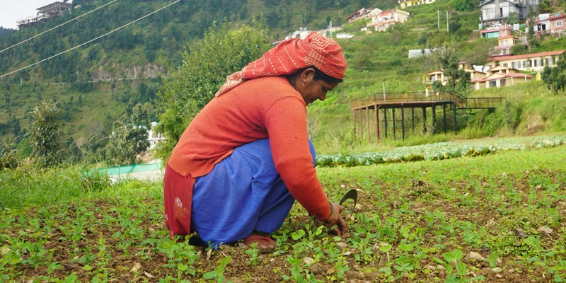 Reena Devi amidst her thriving cabbage field in Jadipani