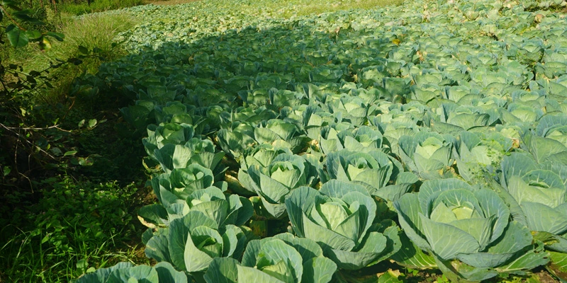 Cabbage fields in Jadipani transformed through better farming techniques