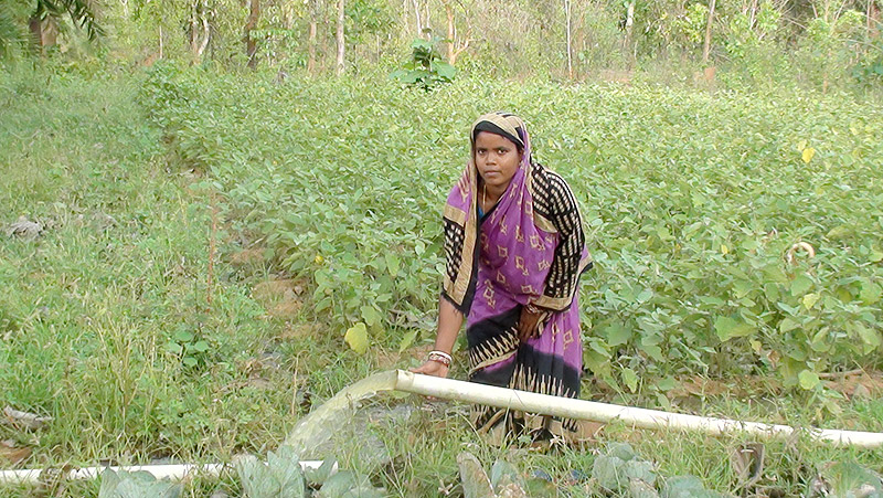 Sashmita Nayak, a local farmer, waters her brinjal crop with water drawn through the solar pump
Sashmita Nayak, a local farmer, waters her brinjal crop with water drawn through the solar pump