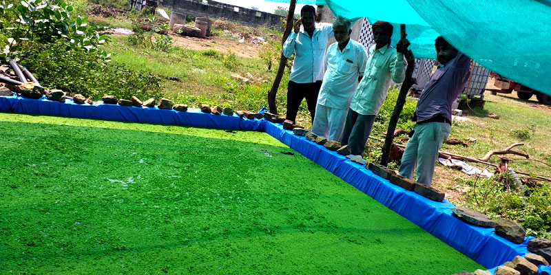 Beds to cultivate Azolla Beds to cultivate Azolla
