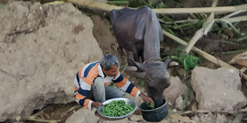 Azolla has helped farmers get better yields from their buffaloes Azolla has helped farmers get better yields from their buffaloes