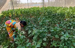 Bahamuni combines crop cultivation and livestock rearing to build a more resilient source of income.