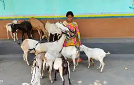 For Bahamuni Kisku, goat rearing became the first step towards rebuilding her life.