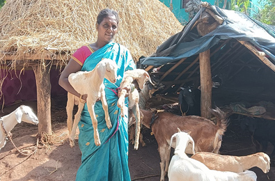 Bleating beacon of hope Bleating beacon of hope