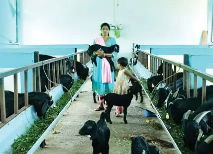 Funky fodder Funky fodder