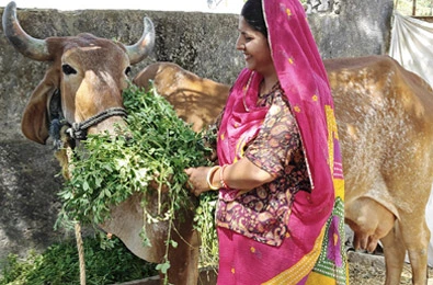 Hope springs anew for marginal dairy farmers with ‘Asha’