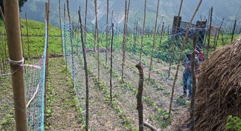 Vertical net staking system helps increase rajma yield