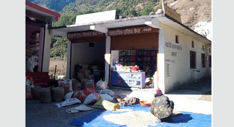 Munsyari rajma collected at SRC Nanda Devi in Bangapani village, Munsyari