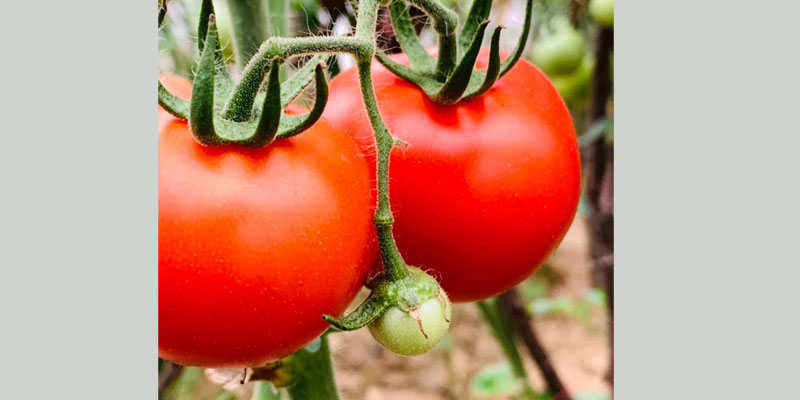Tomato cultivation in a polyhouse Tomato cultivation in a polyhouse