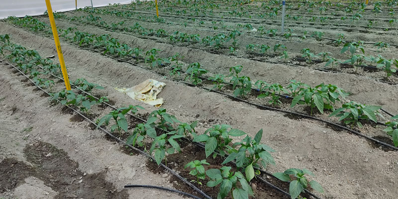 Capsicum cultivation in Jadipani Capsicum cultivation in Jadipani