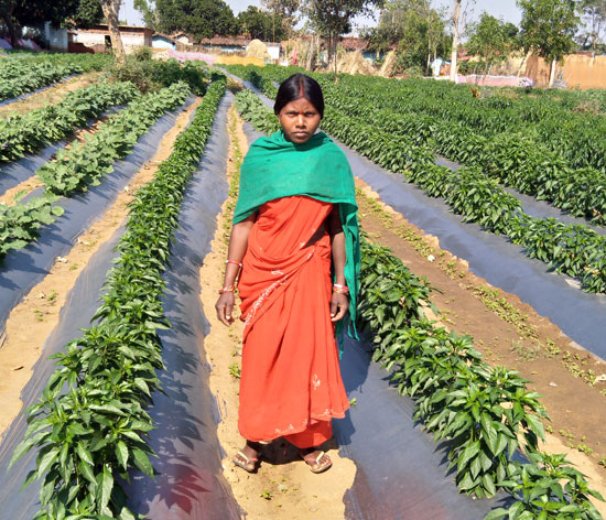 "Lakhpati" farmer, Kalomati Devi in her vegetable field