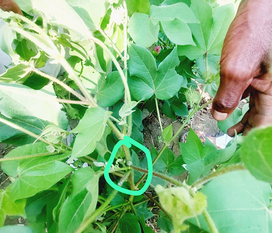 SPLAT in action: Pheromone drops applied on a cotton plant SPLAT in action: Pheromone drops applied on a cotton plant