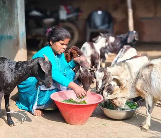 What began with a handful of goats has grown into a livelihood enterprise that now supports hundreds of farming households.