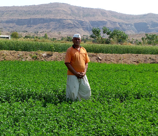 Babaji Walve’s farm became highly productive once he spread silt Babaji Walve’s farm became highly productive once he spread silt