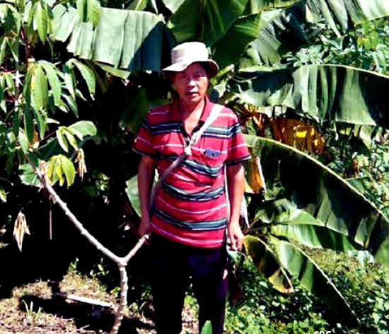 Mr Biakkunga, village Zotuitlang, Lunglei district, Mizoram was able to produce higher yield of bananas, owing to the technical know-how regarding agricultural practices imparted by the NEIDA experts. Mr Biakkunga, village Zotuitlang, Lunglei district, Mizoram was able to produce higher yield of bananas, owing to the technical know-how regarding agricultural practices imparted by the NEIDA experts.