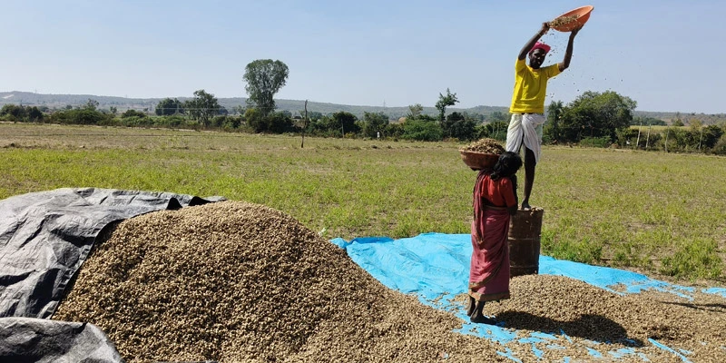 Improved water supply helps Sabanna Beerappa’s farm thrive in Tatalgera.