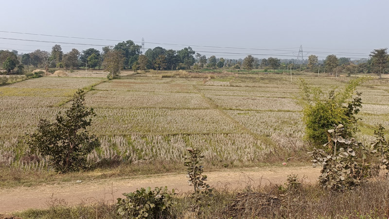 A pre-intervention photo of the command area (downstream) of the Peth Tukum tank during the rabi season