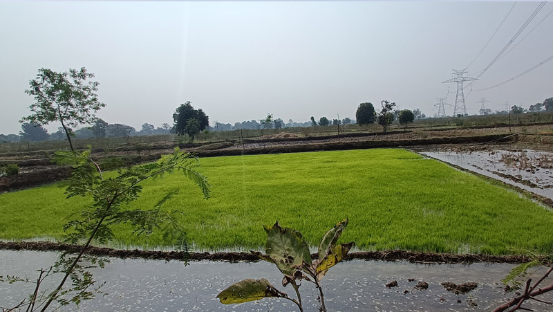 A post-intervention photograph of the rabi crop in the command area (downstream) of the Peth Tukum tank