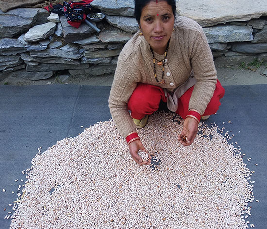 Chandra Devi with her harvest of rajma Chandra Devi with her harvest of rajma