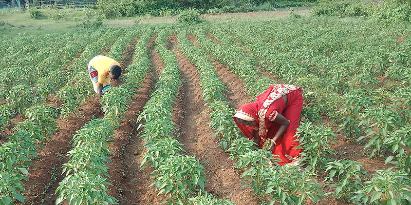 Rekha Devi with her husband, working on their farm