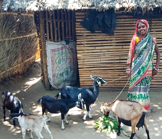 Rekha Devi with her goats