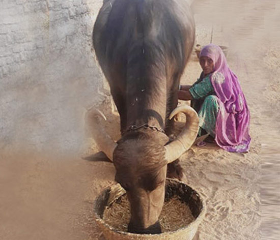 Enhanced knowledge about milk production, breeding, and animal health and nutrition has increased yield for Usha Kanwar Enhanced knowledge about milk production, breeding, and animal health and nutrition has increased yield for Usha Kanwar