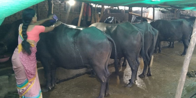 Chitra is now a successful dairy entrepreneur with 15 buffaloes