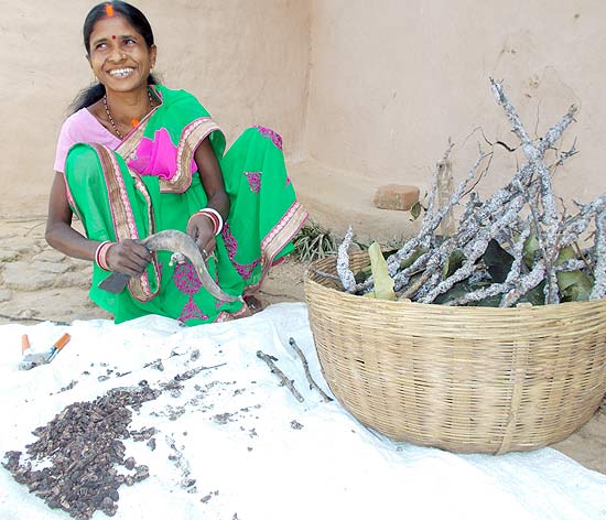 Lac cultivation is turning rural women into lac entrepreneurs