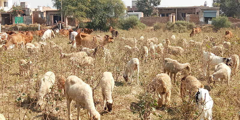 Reduced green bolls due to cattle grazing leads to decreased carryover