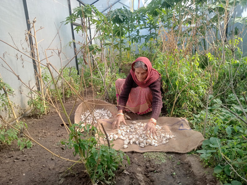 Bachuli Devi working in her fields