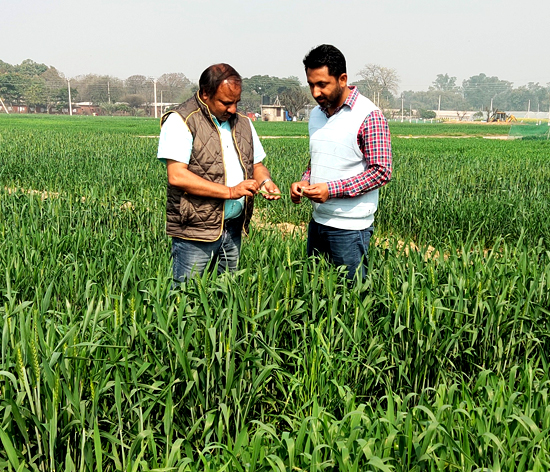 Baljinder Singh Sahni and Kulbir Briar in a farm in Punjab