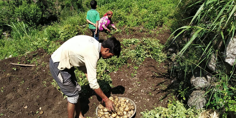 The farmers picking the potatoes for grading and packing.