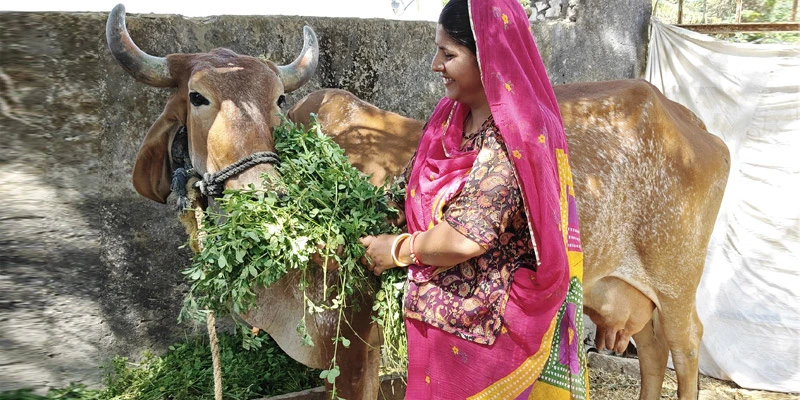 Marginal dairy farmer Sarita Kunwar has healthier cattle today, thanks to remunerative pricing and training from the Asha MPC
