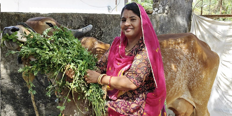 Rajasthani dairy farmer Sarita Kunwar’s life has turned around after joining Asha MPC, as she can now invest in her cattle’s upkeep and improve her family’s wellbeing