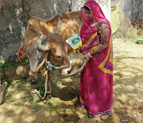 Rajyawas village’s Sarita Kunwar has learnt to optimise cattle feed for better yields after training under the Asha milk collective