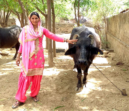 Julfina Bano is now the proud owner of five buffaloes and a cow