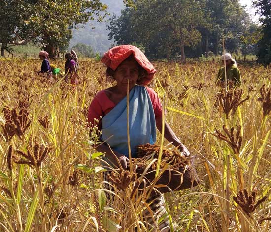 Limidamahalu Pradhan harvesting ragi on her field Limidamahalu Pradhan harvesting ragi on her field