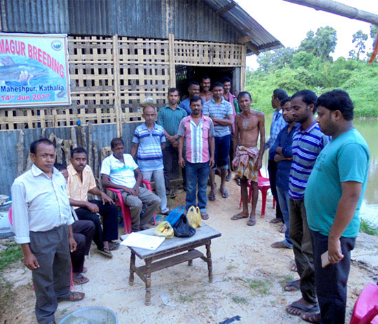 Villagers receiving training on magur breeding Villagers receiving training on magur breeding