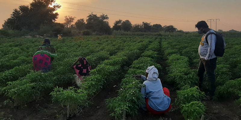 Women picking vegetables