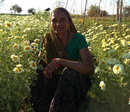 Manjulaben waits for demand for flowers to shoot up again once the Goddess Ambaji's temple near her village reopen Manjulaben waits for demand for flowers to shoot up again once the Goddess Ambaji's temple near her village reopen
