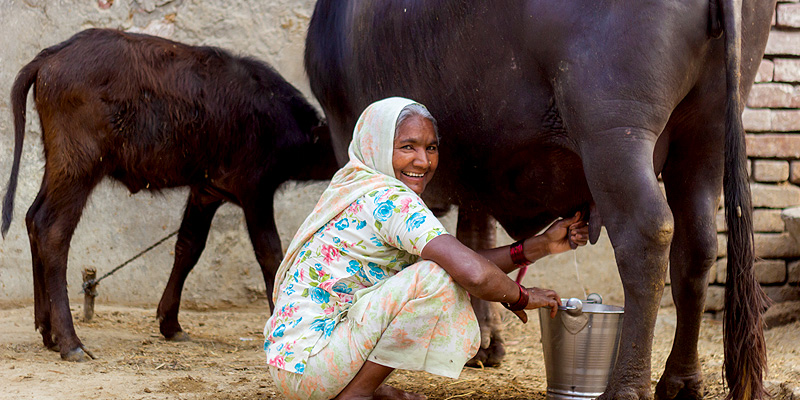Members of the Shwetdhara MPC are assured of a fair price for the milk provided by them
