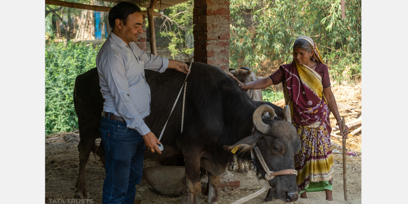 Gauging the animal’s health from time to time helps producers stay informed