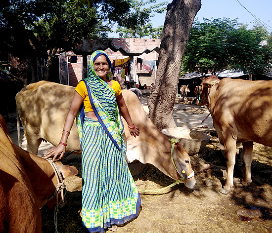 Mrs Yashoda Devi has added 6 more animals to her herd since her association with Shwetdhara in 2017