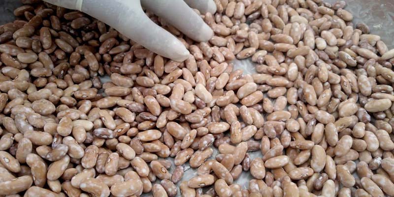 Treating seeds with organic fungicide (Trichoderma) is a vital process in rajma farming.