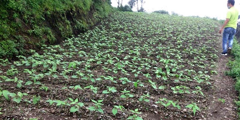 The seedlings after 20-25 days of sowing.