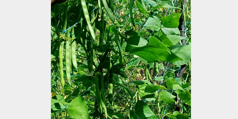 Beans that are robust and free from diseases