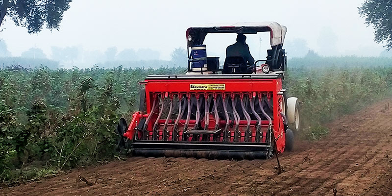 Ploughing cotton sticks to reduce the carryover of pink bollworm