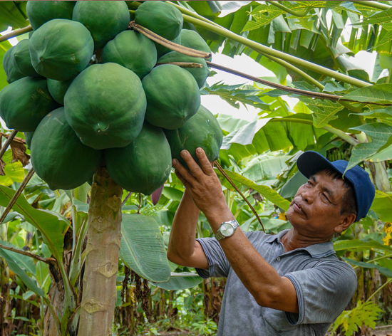 Mr Sapchhunga of Belkhai cluster in Serchhip district checking his papayas Mr Sapchhunga of Belkhai cluster in Serchhip district checking his papayas