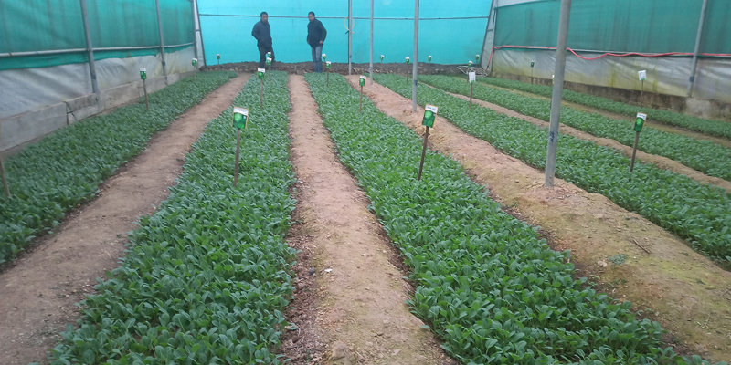 Ayenmongba's journey is an inspiration for sustainable development in Nagaland